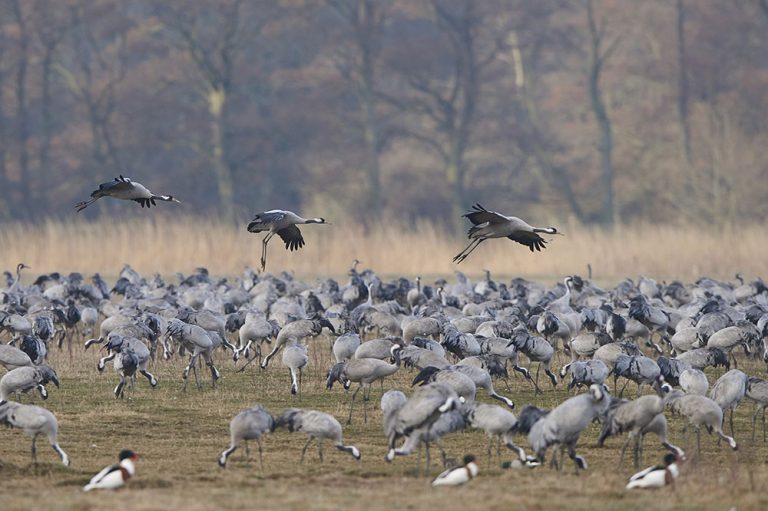 Ein großer Schwarm Kraniche rastet auf einem Feld im Nationalpark Unteres Odertal, während drei weitere Vögel darüber fliegen.