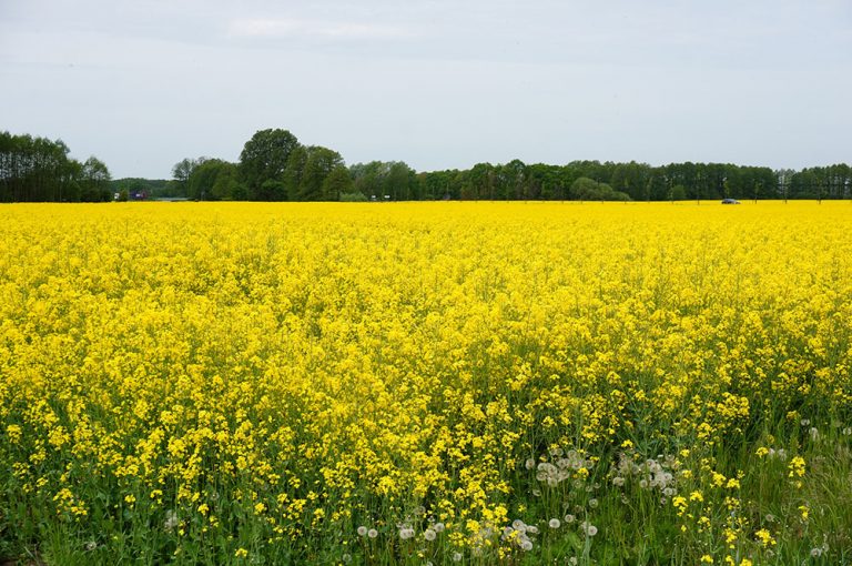 Ein leuchtend gelbes Rapsfeld erstreckt sich unter einem weiten Himmel, typisch für die Landschaft der Uckermark im Frühling.