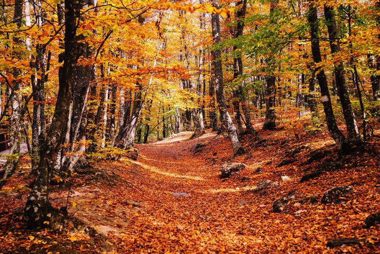 Ein laubbedeckter Waldweg im Buchenwald Grumsin, umgeben von Bäumen in leuchtenden Herbstfarben wie Gold und Orange.